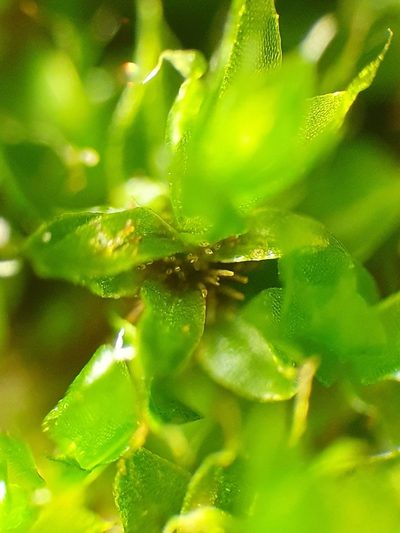 Rosulabryum moravicum, photographed by Jonathan Hughes