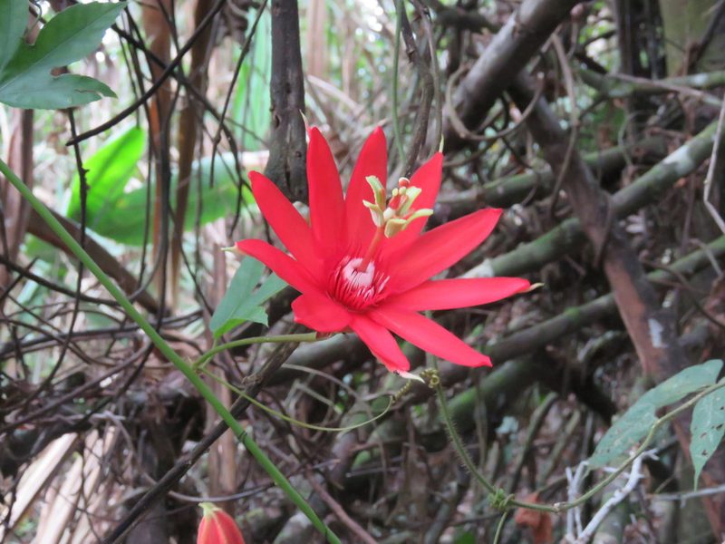 Passiflora quadriglandulosa, photographed by Vincent A. Vos