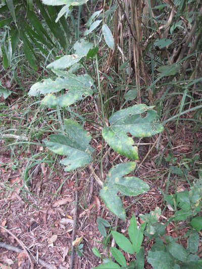 Passiflora quadriglandulosa, photographed by Vincent A. Vos