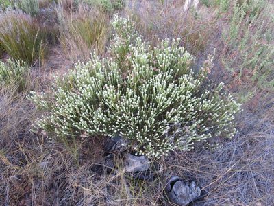 Phylica pulchella, photographed by Tony Rebelo