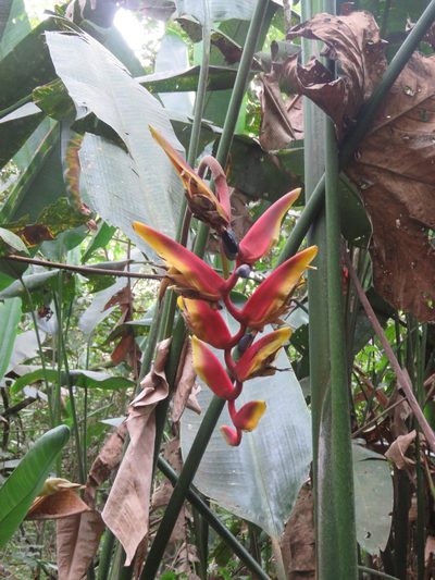 Heliconia marginata, photographed by Vincent A. Vos