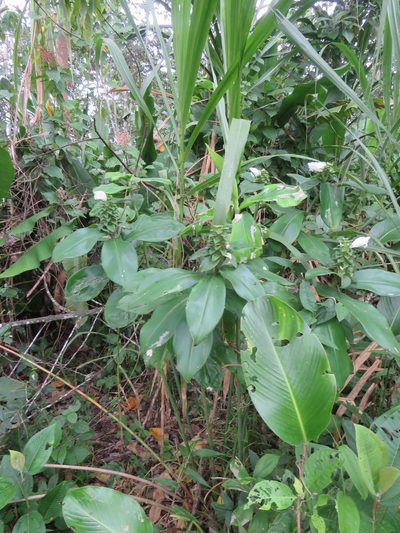 Costus arabicus, photographed by Vincent A. Vos