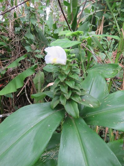 Costus arabicus, photographed by Vincent A. Vos