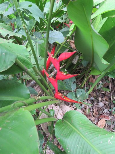 Heliconia stricta, photographed by Vincent A. Vos
