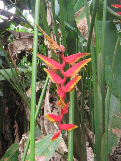 Heliconia marginata, photographed by Vincent A. Vos
