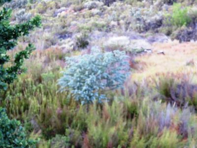Acacia baileyana, photographed by Tony Rebelo