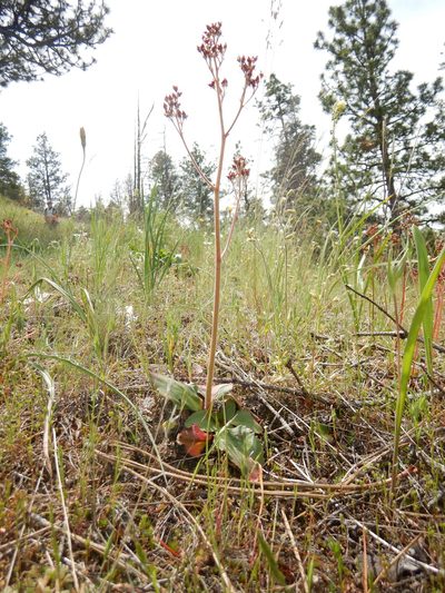 Micranthes idahoensis, photographed by Matt Lavin