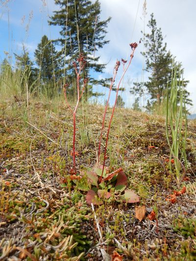 Micranthes idahoensis, photographed by Matt Lavin