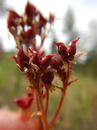 Micranthes idahoensis, photographed by Matt Lavin