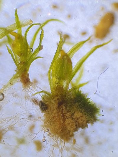 Ephemerum recurvifolium, photographed by Jonathan Hughes