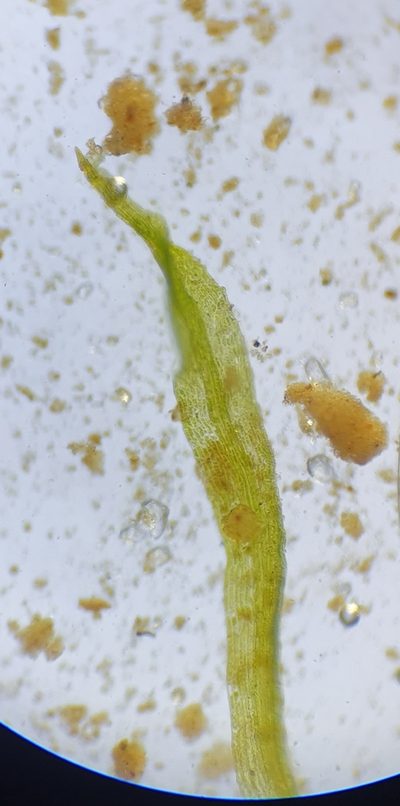 Ephemerum recurvifolium, photographed by Jonathan Hughes