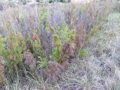 Restio paniculatus, photographed by Tony Rebelo