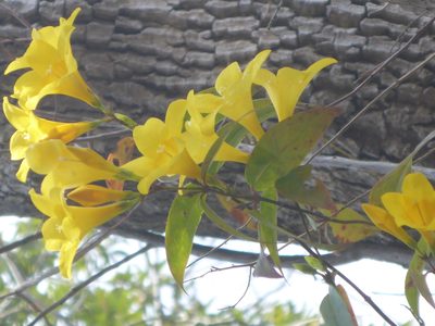 Gelsemium rankinii, photographed by mfeaver