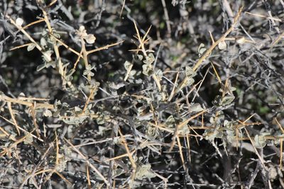 Atriplex confertifolia, photographed by Patrick Wagner