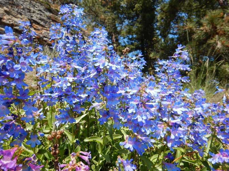 Penstemon albertinus, photographed by Matt Lavin