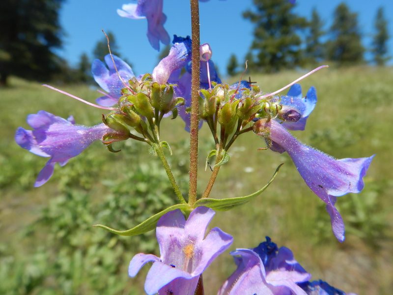 Penstemon wilcoxii, photographed by Matt Lavin