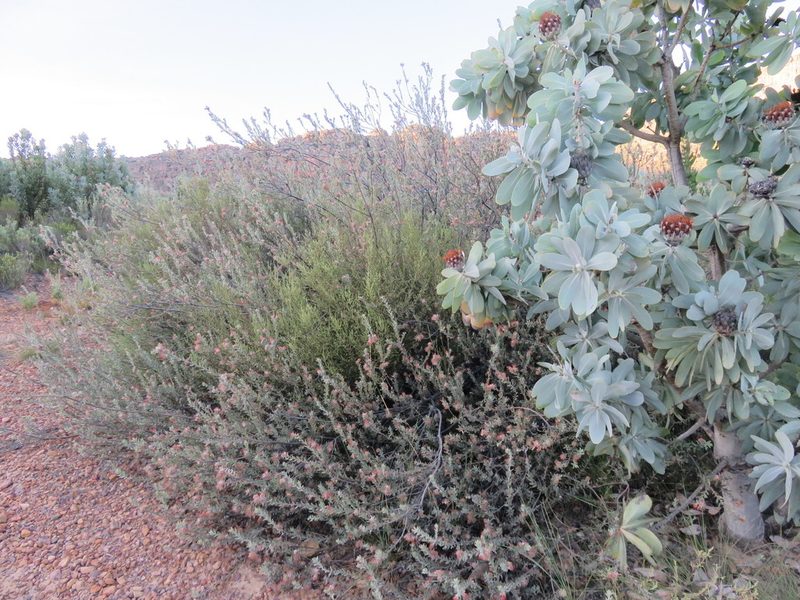 Leucospermum calligerum, photographed by Tony Rebelo