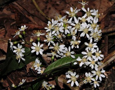 Dendrophorbium peregrinum, photographed by Hugo Hulsberg