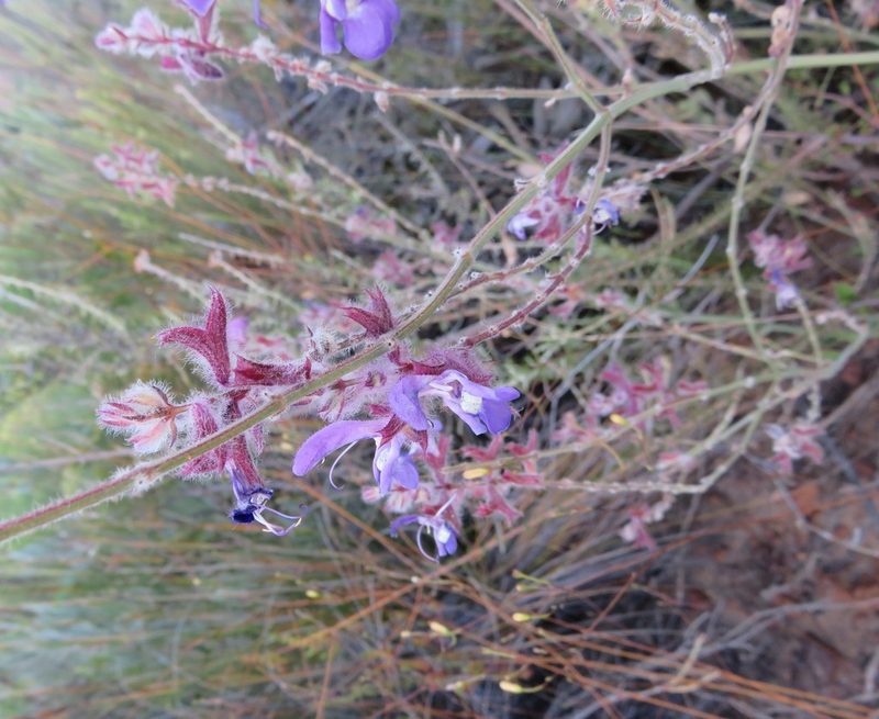 Salvia albicaulis, photographed by Tony Rebelo