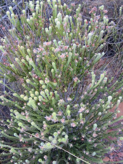 Phylica pulchella, photographed by Tony Rebelo