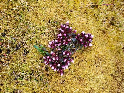 Gentianella cerina, photographed by rempson