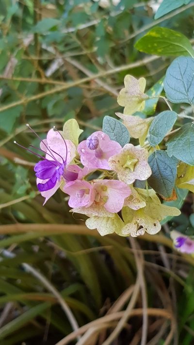 Karomia speciosa, photographed by Margaret Burger