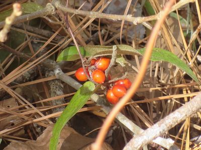 Smilax pumila, photographed by Nonbinary-Naturalist