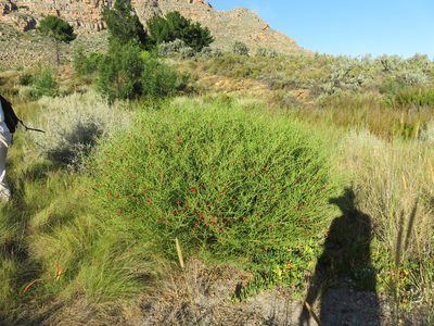 Muraltia spinosa, photographed by Tony Rebelo
