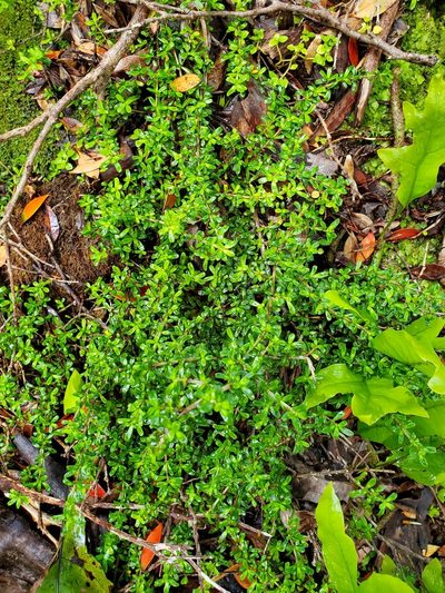 Coprosma cuneata, photographed by rempson