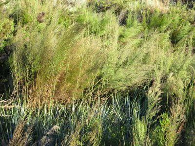 Restio paniculatus, photographed by Tony Rebelo