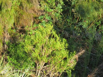 Metrosideros angustifolia, photographed by Tony Rebelo