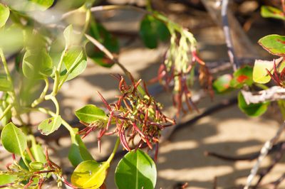 Aegialitis annulata, photographed by Lek Khauv