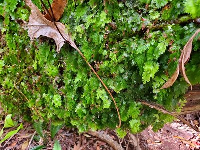 Hymenophyllum flabellatum, photographed by rempson