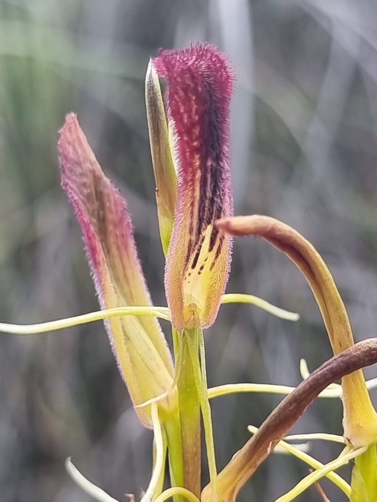 Cryptostylis hunteriana, photographed by Richard Dimon