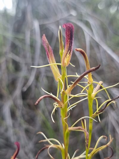 Cryptostylis hunteriana, photographed by Richard Dimon