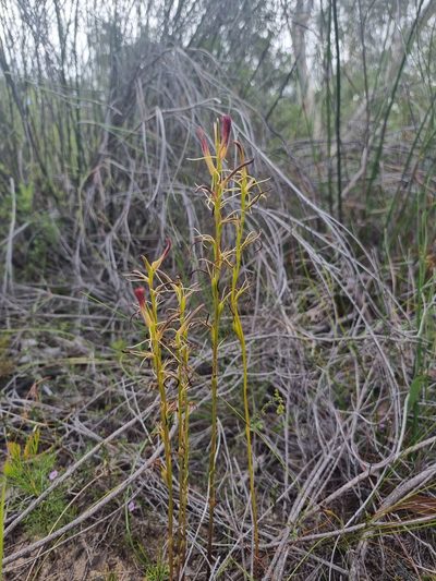 Cryptostylis hunteriana, photographed by Richard Dimon
