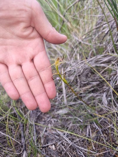 Cryptostylis hunteriana, photographed by Richard Dimon