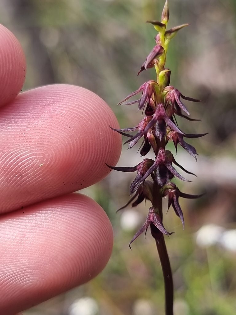 Genoplesium filiforme, photographed by Richard Dimon