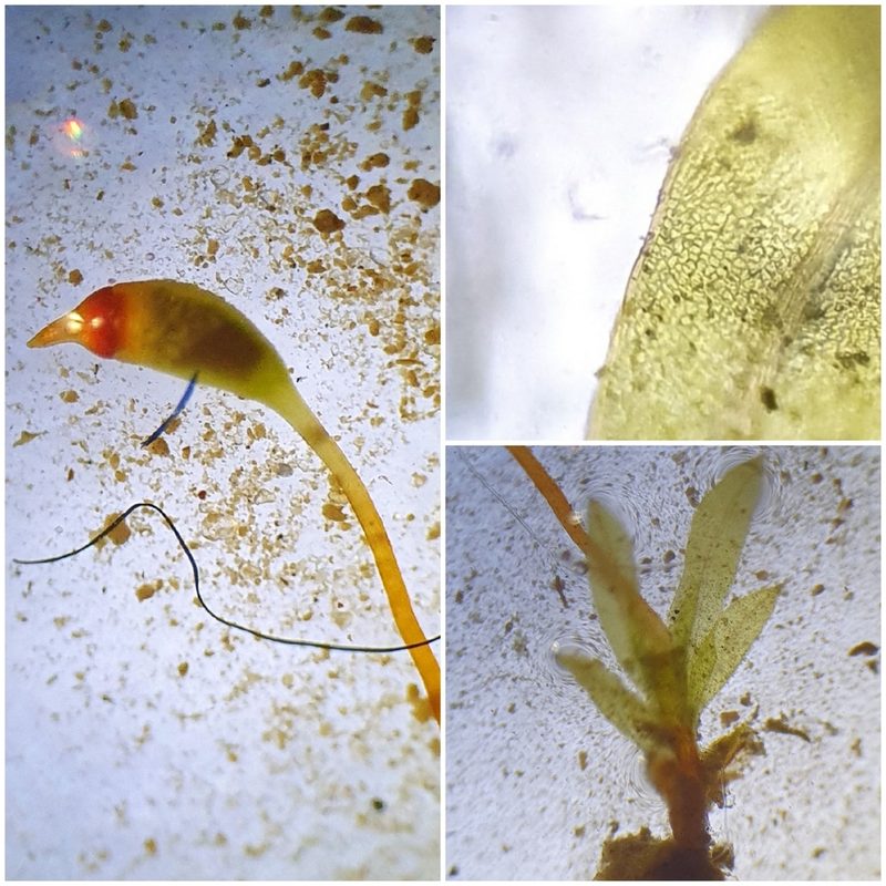 Fissidens incurvus, photographed by Jonathan Hughes