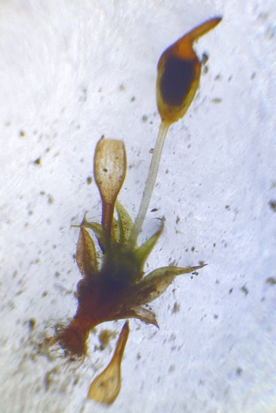 Microbryum davallianum, photographed by Jonathan Hughes