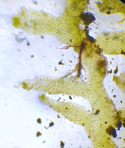 Riccardia multifida, photographed by Jonathan Hughes