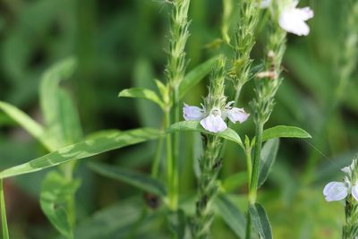 Justicia adscendens, photographed by Greg Tasney