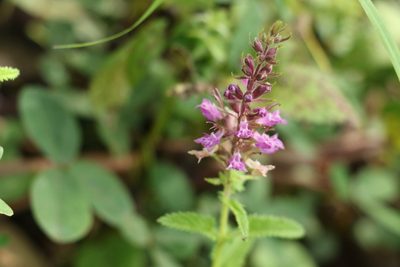 Teucrium argutum, photographed by Greg Tasney