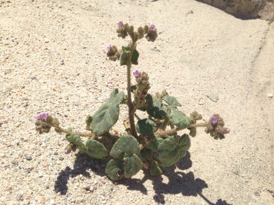 Phacelia pachyphylla, photographed by Ken-ichi Ueda