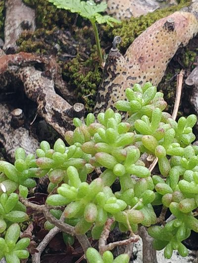 Sedum nudum, photographed by Vítor Jorge