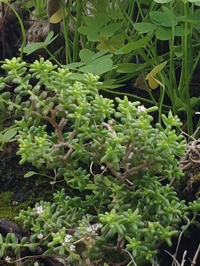 Sedum nudum, photographed by Vítor Jorge