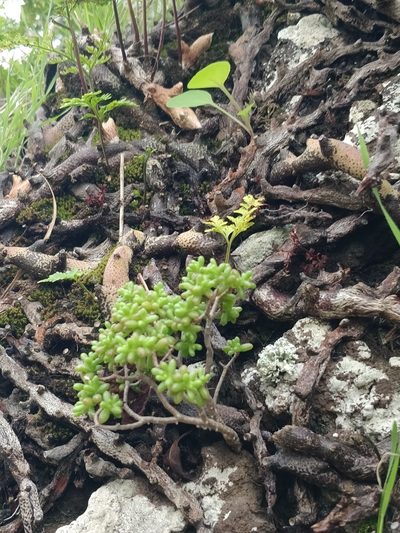 Sedum nudum, photographed by Vítor Jorge