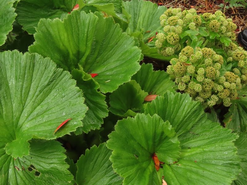 Azorella polaris, photographed by rempson