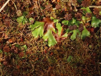 Marchantia berteroana, photographed by rempson
