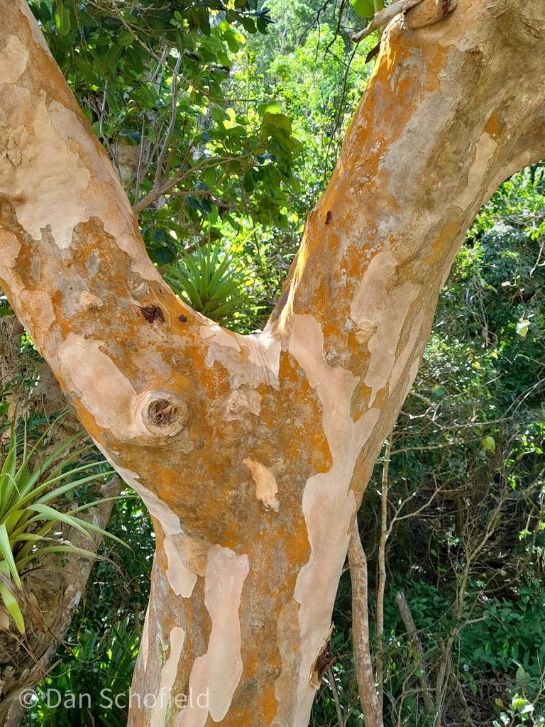 Pimenta racemosa, photographed by Dan Schofield